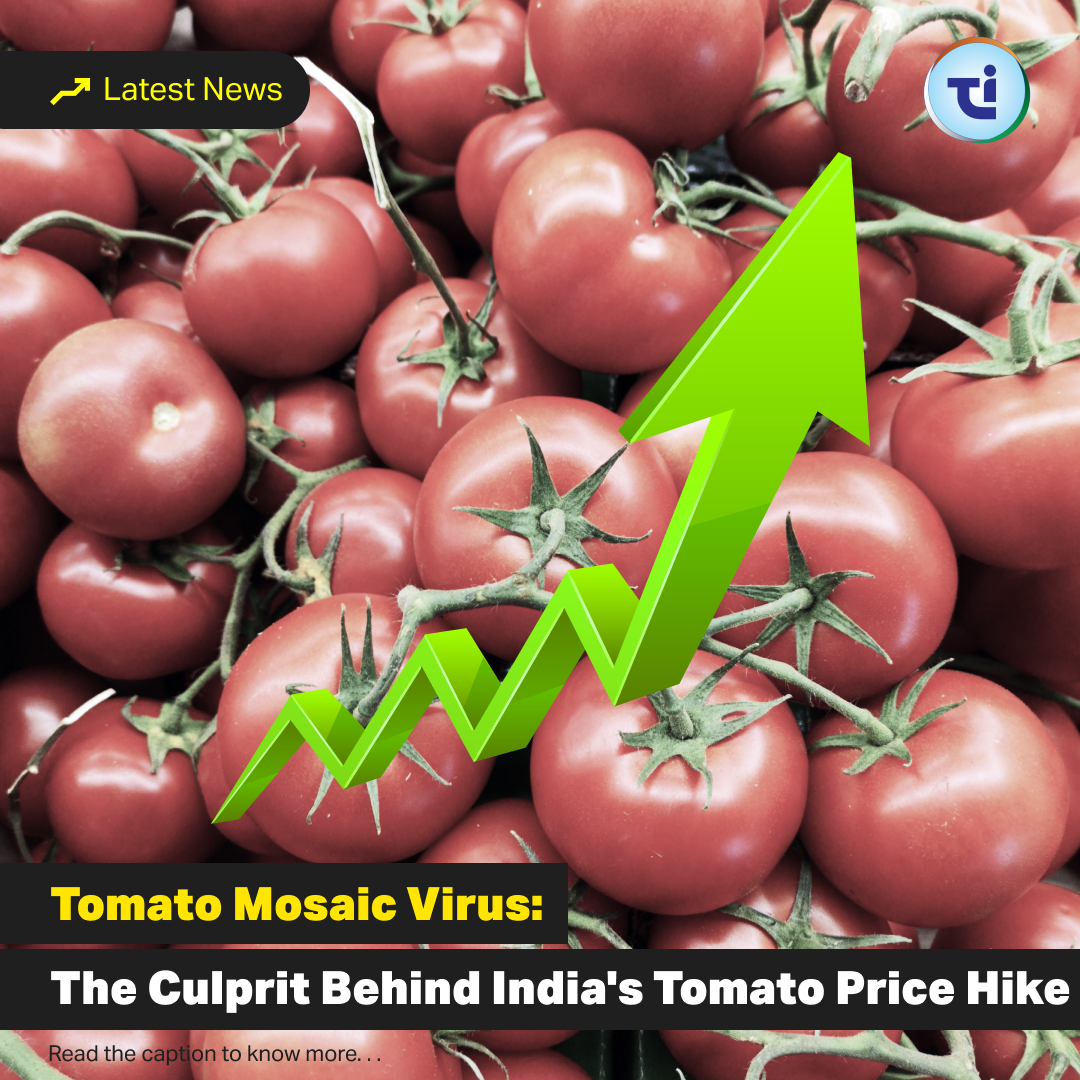 Tomato Mosaic Virus: The Culprit Behind India's Tomato Price Hike